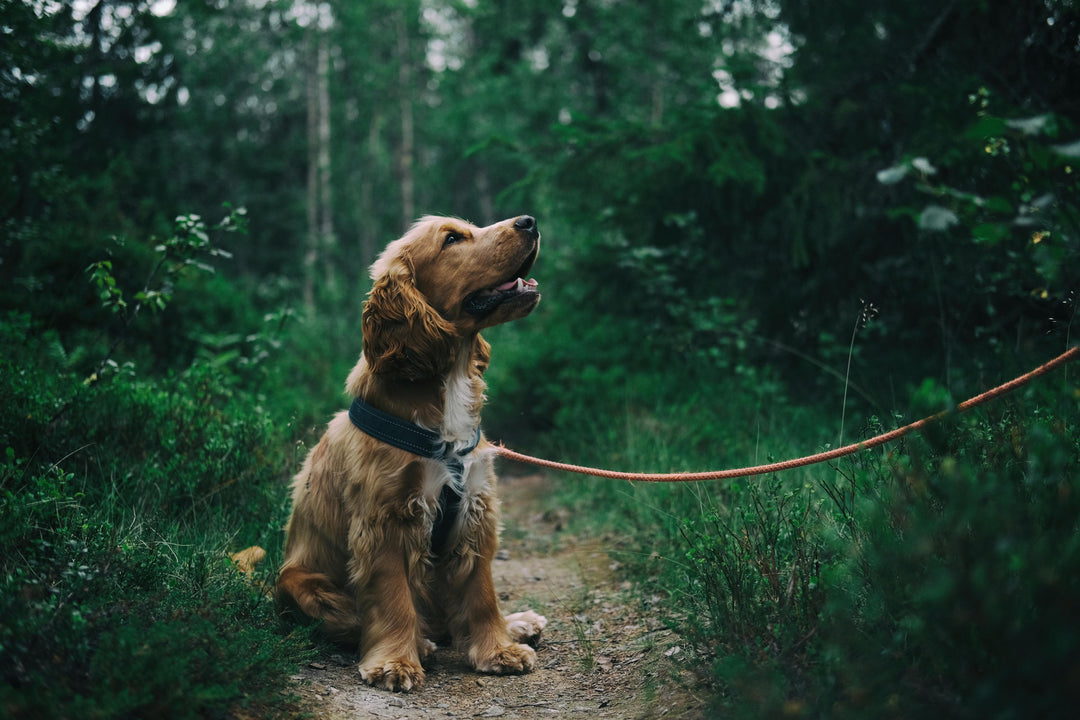 Dog on a leash sitting on a path in a forest